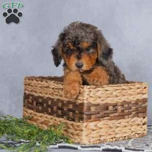 Teddy, Miniature Poodle Puppy